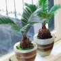 Cycas 'Revoluta' sfeer